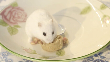 Koken met konijnen | De geredde Franse hamsters